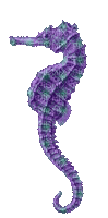 sea horse purple gif