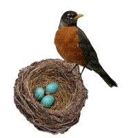 eggs of birds Nitsa Papacon - ücretsiz png