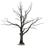 tree anastasia - png ฟรี