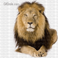 Lion sympa - GIF เคลื่อนไหวฟรี