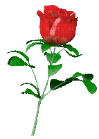 Fleur.Flower.Rose.Rosa roja.blossom.Victoriabea
