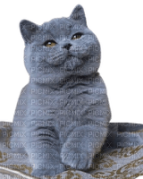 cat on the carpet - 免费PNG