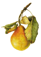 Birne, pears, - ilmainen png