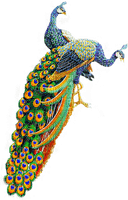 Peacock-NitsaP - png grátis