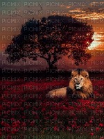 maj lion - png gratuito