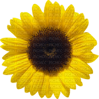 Kaz_Creations Deco Flowers Sunflower Flower - nemokama png