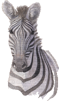 zebres - Animovaný GIF zadarmo