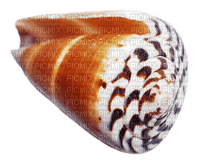 sea shells bp - png ฟรี
