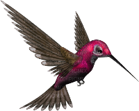 humming bird - ücretsiz png