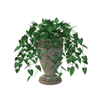 plant, kasvi, sisustus, decor - Free PNG