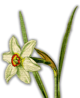 Daffodil - бесплатно png