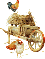 chicken bp - GIF animado grátis