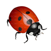 ladybug - ücretsiz png
