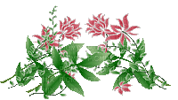 flowers - Darmowy animowany GIF