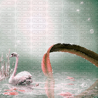 pink swan background animated - Бесплатный анимированный гифка