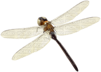 Dragonfly - ilmainen png