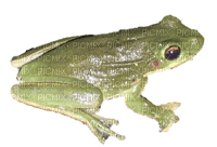 messy frog - kostenlos png