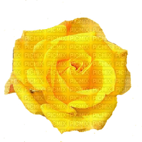trandafir - zdarma png