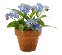 Fleur.Plante.Plants.Pot.blue.Victoriabea - PNG gratuit
