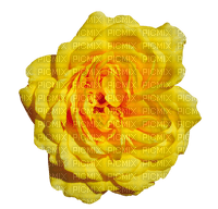 ruusu rose kukka fleur flower - darmowe png