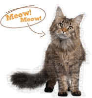 Kaz_Creations Cat Kitten Text Meow Meow - kostenlos png