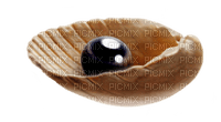 Shells katrin - PNG gratuit