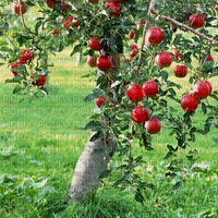 Яблоня - besplatni png