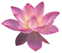 lotus rose - besplatni png