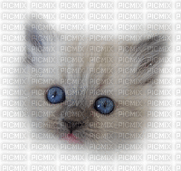 tête de chaton - GIF animado gratis