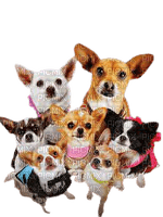 Beverly hills chihuahua - bezmaksas png