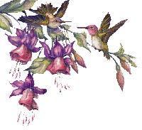 hummingbird - GIF animado gratis