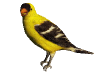 bird schlappi50 - GIF animé gratuit