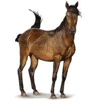 cheval - png ฟรี