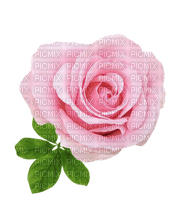 róża - PNG gratuit