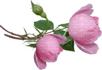 Rosas - 免费PNG
