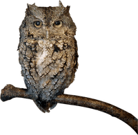 Kaz_Creations Owls Owl Birds Bird - Free PNG