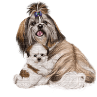animal-dog--djur-hund - δωρεάν png
