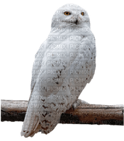 white owl hibou blanc