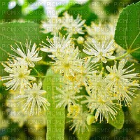Background Linden Blossom - darmowe png