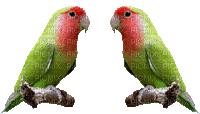doi chim w - Ilmainen animoitu GIF