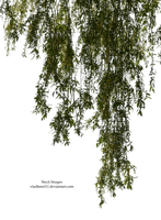 Plants.Willow branch.Victoriabea - 免费PNG