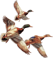 soave deco autumn bird duck vintage brown blue - PNG gratuit