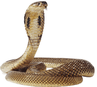 Serpent - kostenlos png