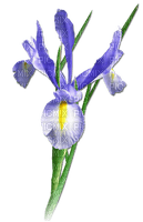 soave deco flowers iris purple  green - 無料png