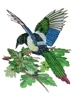 blue bird - Nemokamas animacinis gif