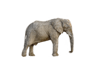 elephant elefantti wild animal villieläin - gratis png