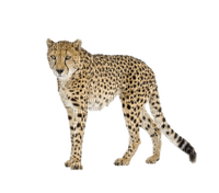 Kaz_Creations Cheetah - png gratis