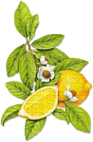 soave deco fruit lemon summer yellow green - ücretsiz png