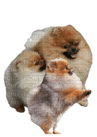 Pomeranian - бесплатно png