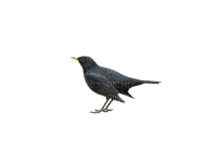 Black Bird (Amsel) - nemokama png